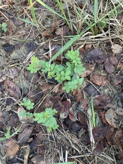 Desmanthus leptolobus