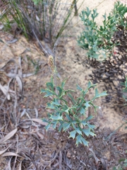 Grevillea althoferorum