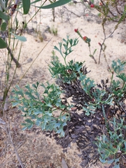 Grevillea althoferorum