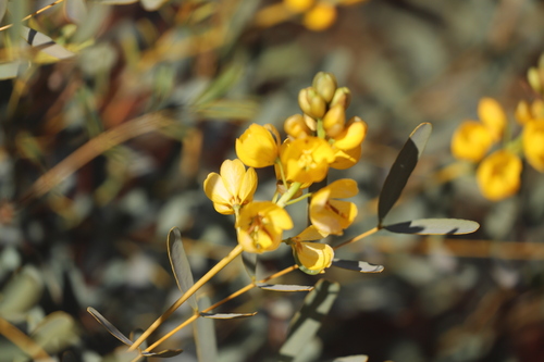 Senna pleurocarpa var. pleurocarpa
