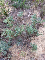 Grevillea althoferorum