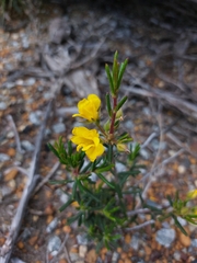 Dilleniaceae