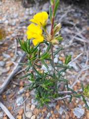 Dilleniaceae