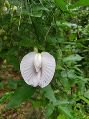 Centrosema arenicola