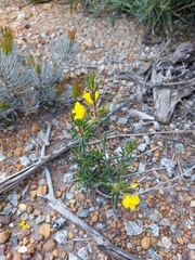 Dilleniaceae