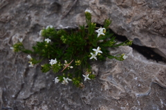 Stenaria nigricans