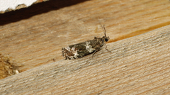 Olethreutes fasciatana