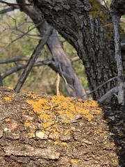 Xanthorioideae