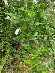 Centrosema arenicola