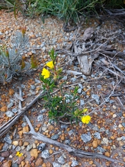 Dilleniaceae