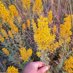 Solidago speciosa