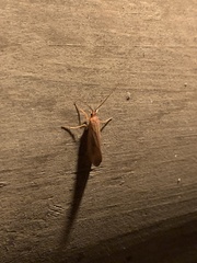 Virbia aurantiaca