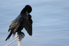 Phalacrocorax sulcirostris