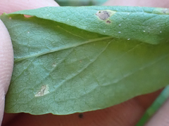Eucephalus ledophyllus