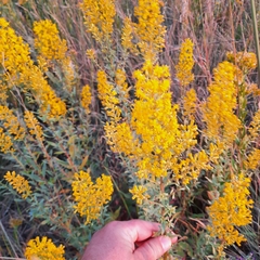 Solidago speciosa