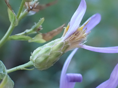 Eucephalus ledophyllus