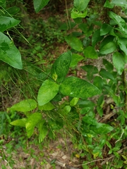 Centrosema arenicola