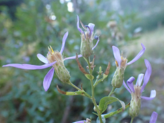 Eucephalus ledophyllus