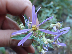 Eucephalus ledophyllus