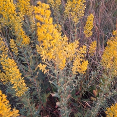 Solidago speciosa