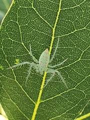 Araneus talipedatus