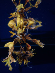 Fucus distichus