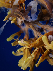 Fiona pinnata