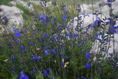 Salvia lycioides