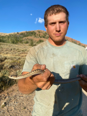Thamnophis elegans vagrans