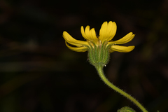 Kyhosia bolanderi