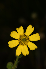 Kyhosia bolanderi