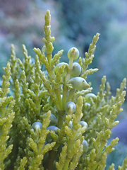 Arceuthobium campylopodum