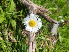 Erigeron longipes