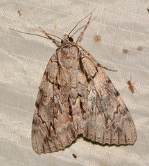 Catocala retecta