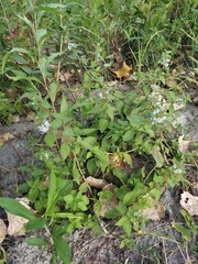 Mentha arvensis