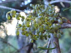 Arceuthobium campylopodum