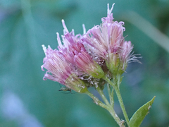 Ageratina occidentalis