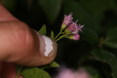 Ageratina occidentalis