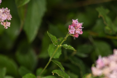 Ageratina occidentalis