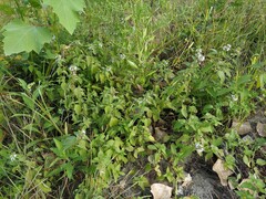 Mentha arvensis
