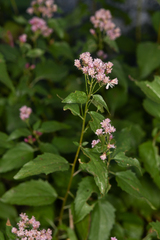 Ageratina occidentalis
