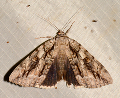 Catocala retecta