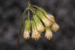 Brickellia grandiflora