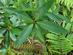 Myrsine seguinii