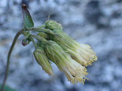 Brickellia grandiflora