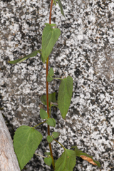 Brickellia grandiflora