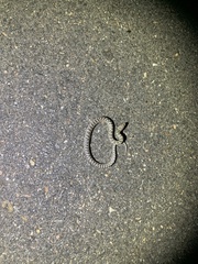 Arizona elegans elegans