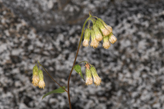 Brickellia grandiflora