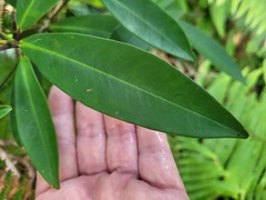Myrsine seguinii