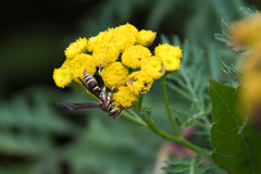 Polistes exclamans